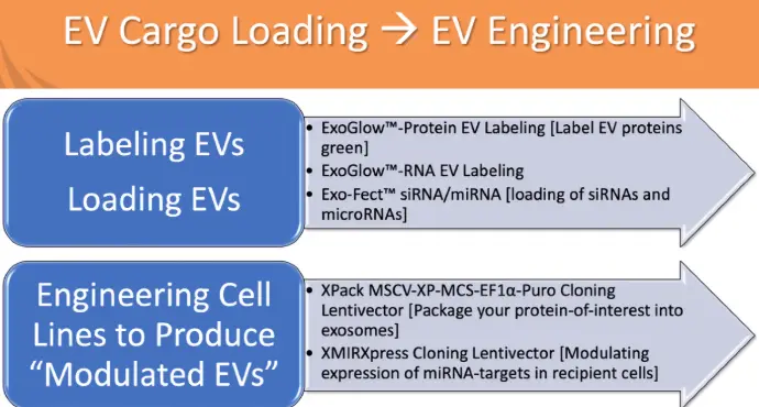 Exo-Fect Exosome Transfection Test, 20 reactions