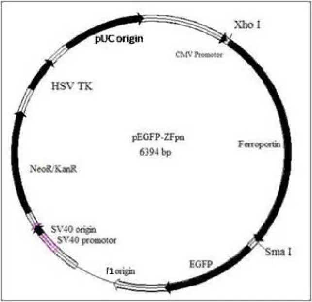 pEGFP- Actin Plasmid
