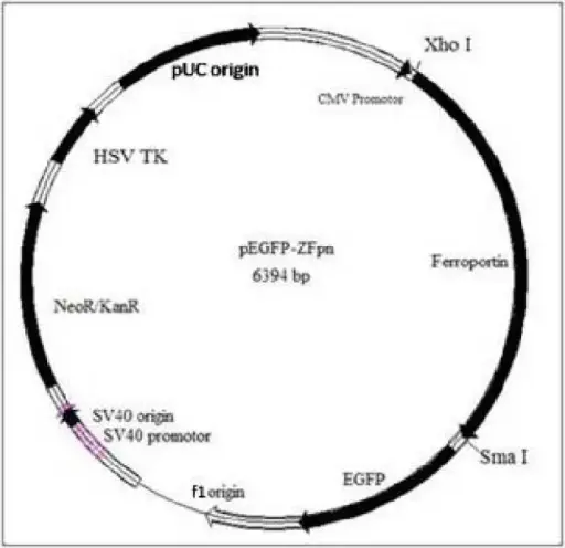 [0820-PVT1212] pEGFP- Actin Plasmid - 2 µg